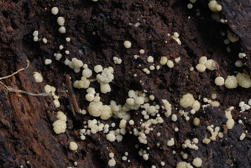 Trichoderma gelatinosum